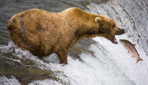 BearCatchingFish